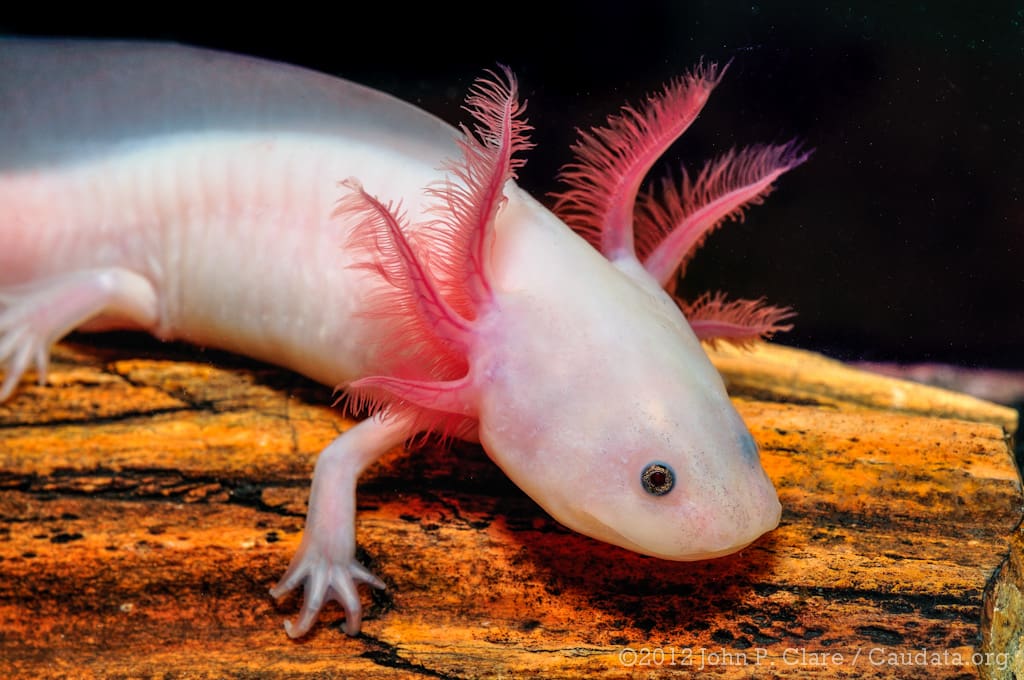 Featured Creature: Axolotl