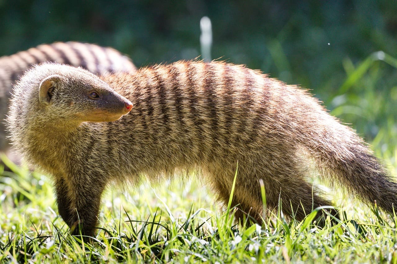 Featured Creature: Banded Mongoose