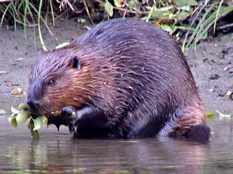 Beavers As Partners – Focus of the Valley Green Journal