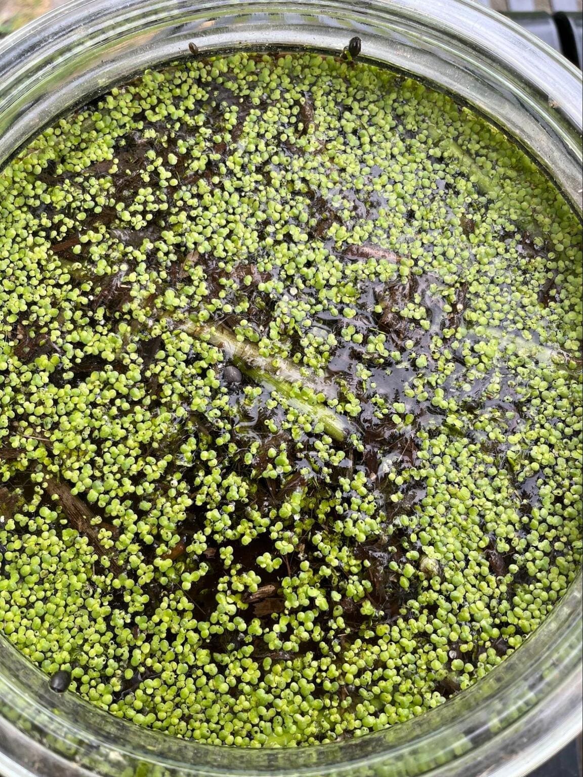 Biofiversity Day duckweed in pond water creature jar