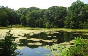 biodiversity - olmsted park