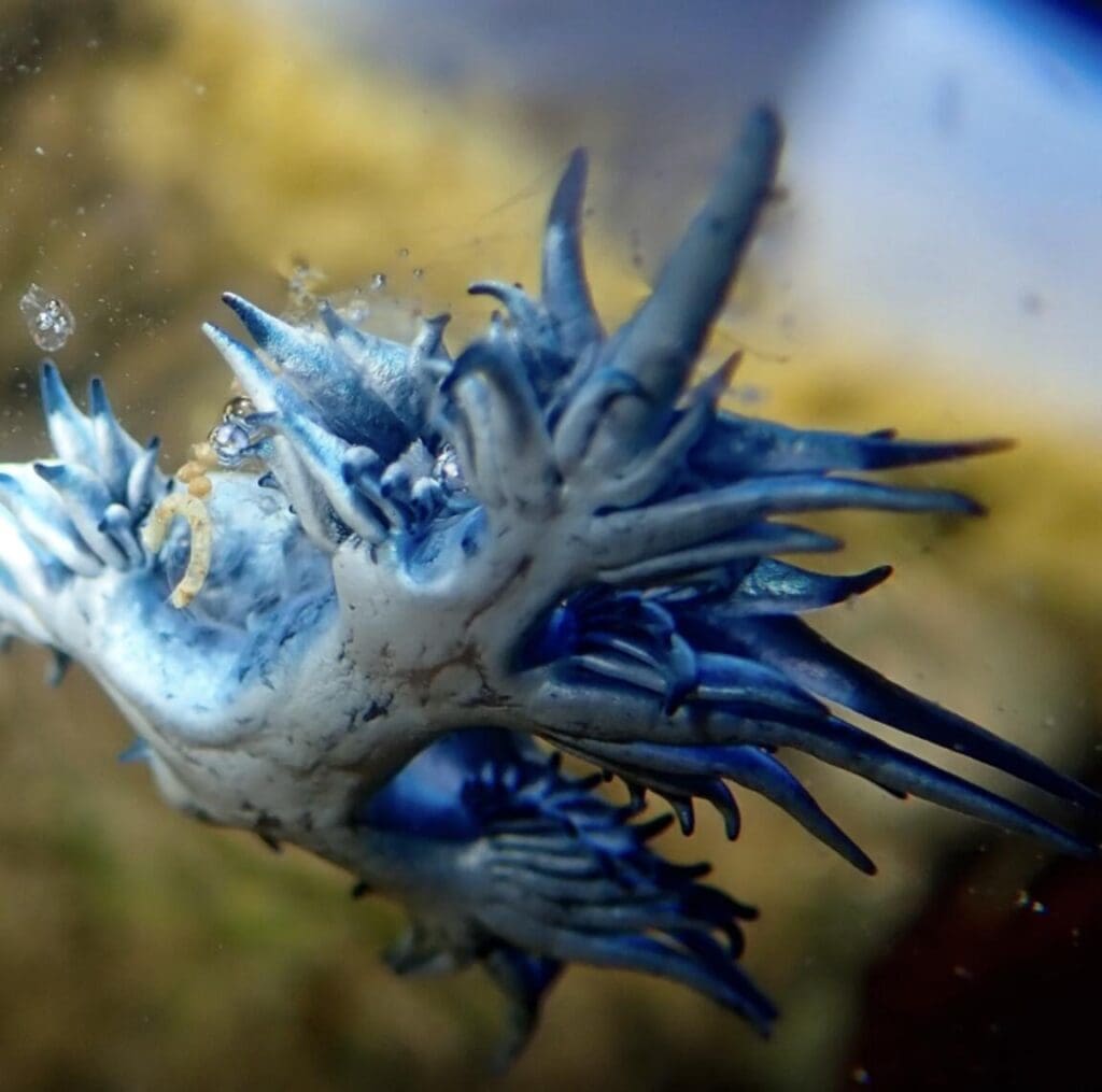 Featured Creature: Blue Dragon - Biodiversity for a Livable Climate