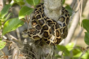 Featured Creature: Burmese Python