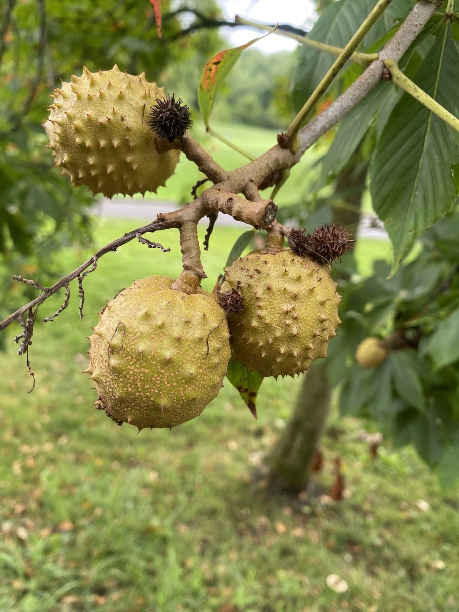 Featured Creature: Ohio Buckeye Tree - Biodiversity for a Livable Climate