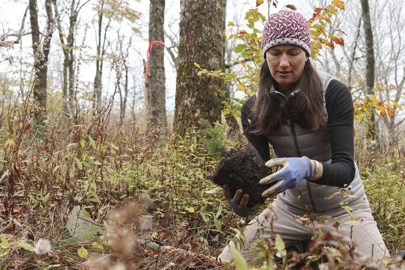 Sue Cameron plants a tree