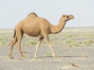Featured Creature: Camel
