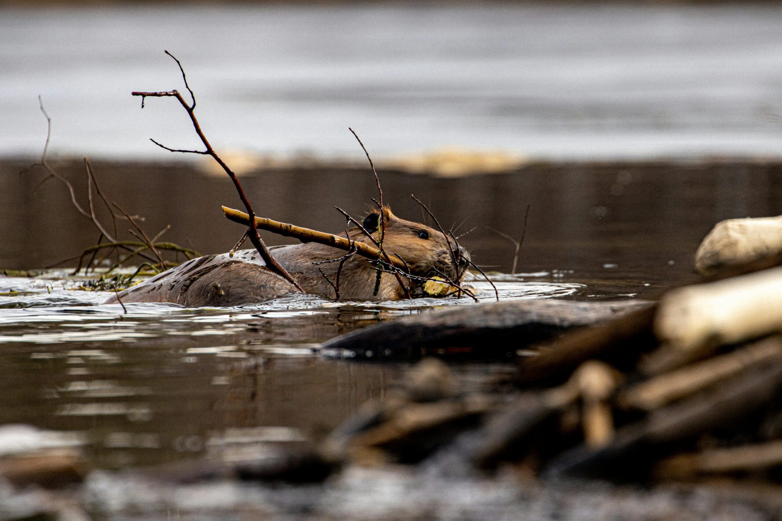 Featured Creature: Beaver