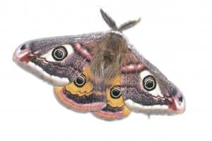 emporer moth - small