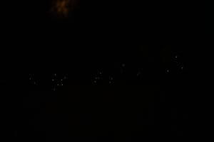 Featured Creature: Fireflies Featured Creature: Fireflies