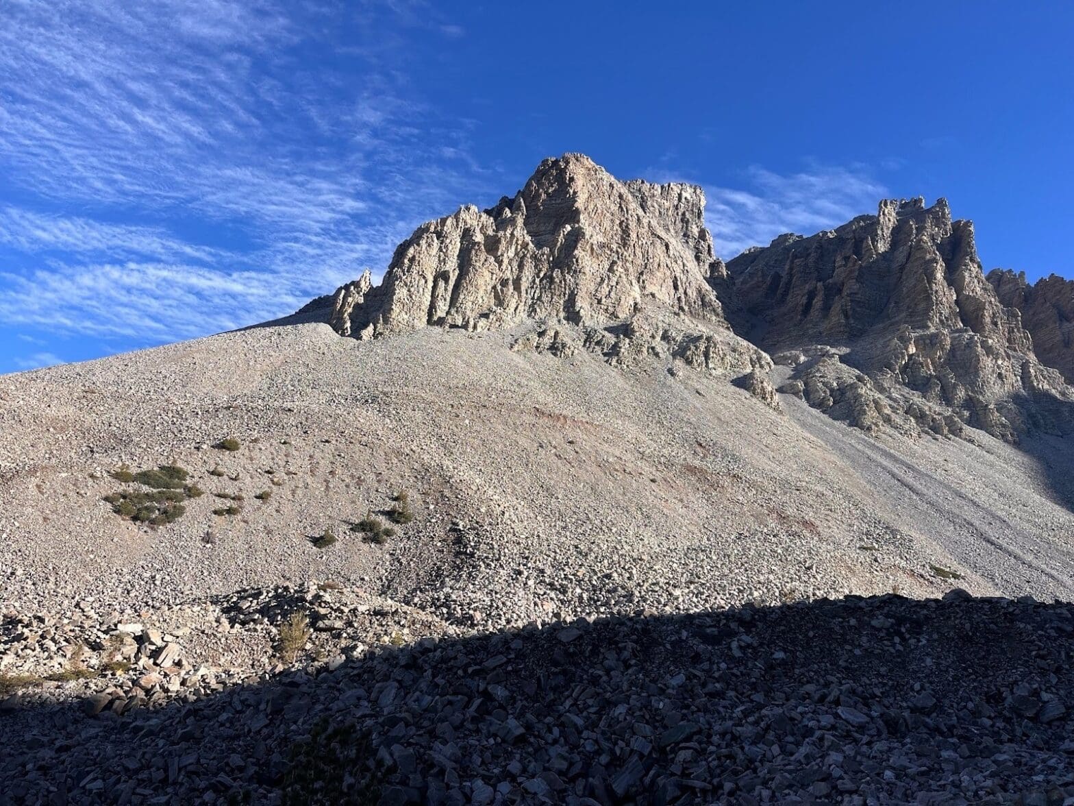 Featured Creature: Great Basin Bristlecone Pine