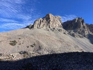Featured Creature: Great Basin Bristlecone Pine