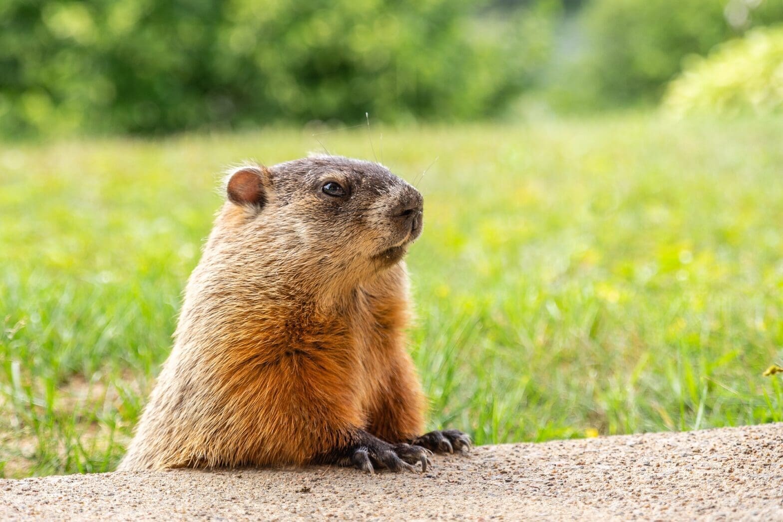 Featured Creature: Groundhog - Biodiversity for a Livable Climate