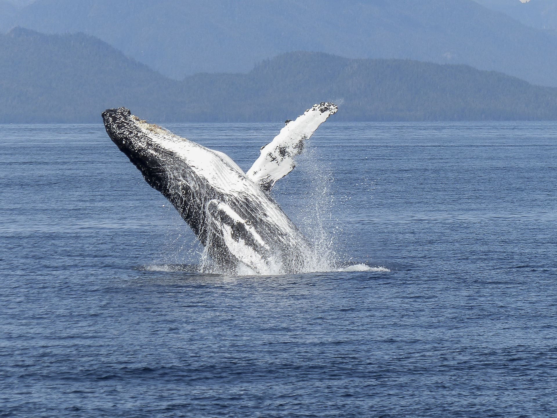 Featured Creature: Humpback Whale