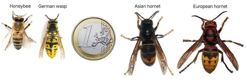 Asian Hornet Size Comparison