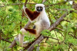 Featured Creature: Coquerel’s sifaka