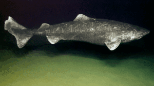 Featured Creature: Greenland Shark