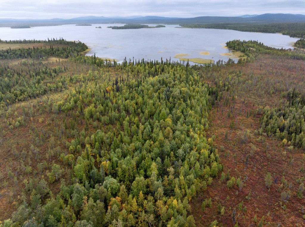 Kunnijänkkä intact peatland