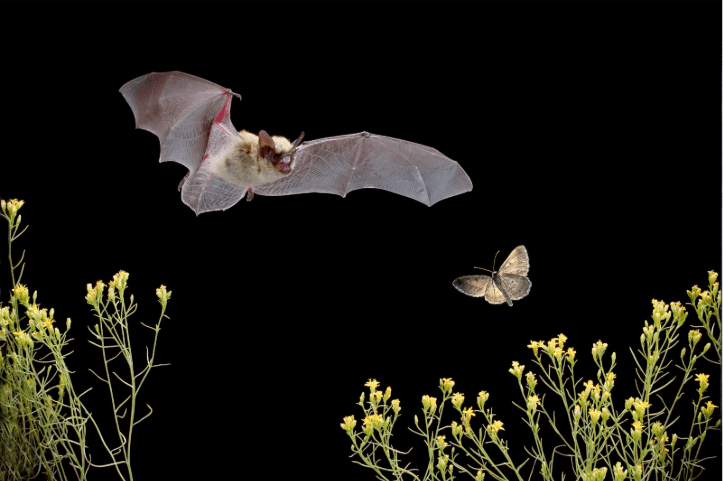 bat chasing moth