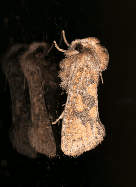 Night-flying Moth