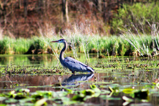 Heron in Wetland