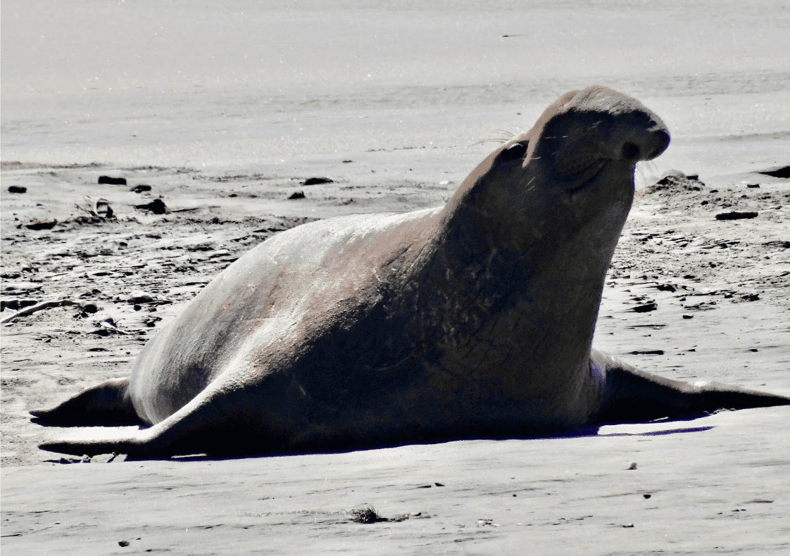 Featured Creature: Elephant Seal