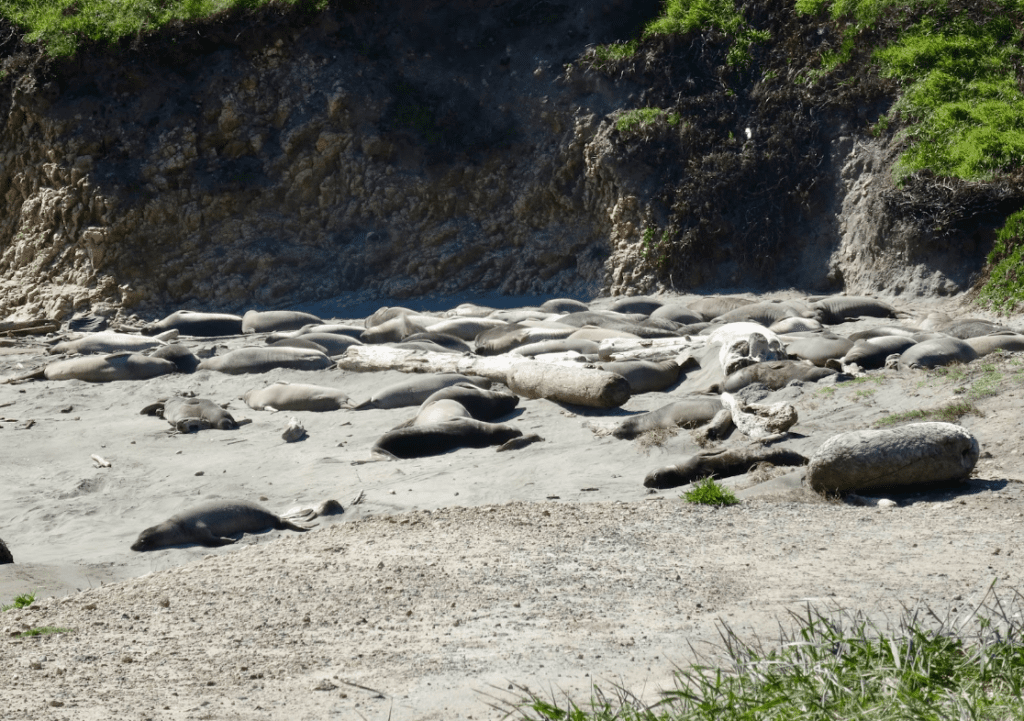 Elephant Seals on Beach