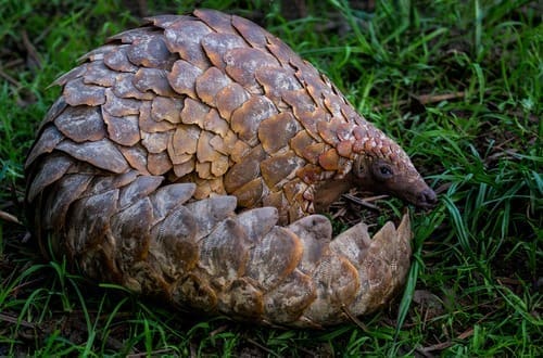 Featured Creature: Pangolin