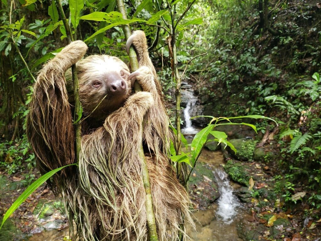 Featured Creature: Sloth - Biodiversity for a Livable Climate