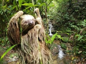 Featured Creature: Sloth