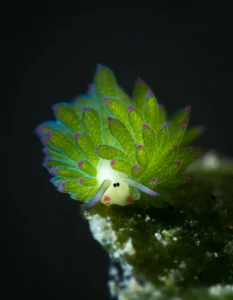 Featured Creature: Leaf Sheep