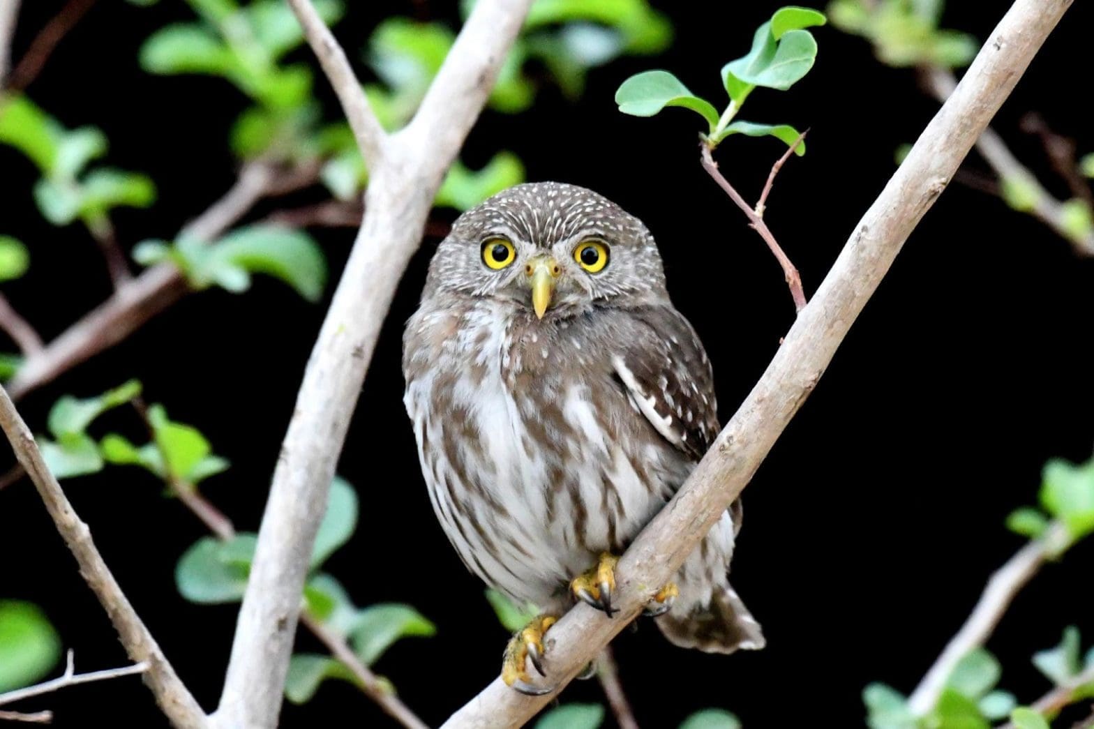 pygmy owl pet