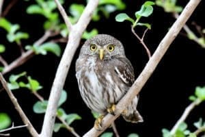 Featured Creature: Pygmy Owl