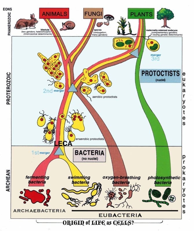 margulis tree of life