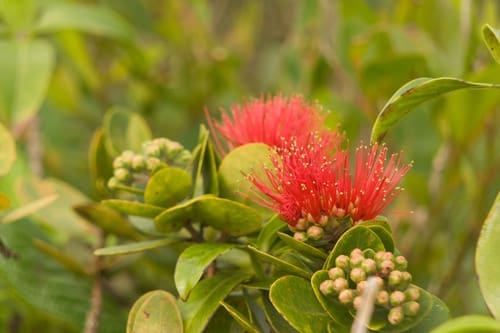 Featured Creature: ‘Ōhi’a Lehua