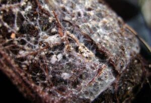 Featured Creature: Mycorrhizal Fungi