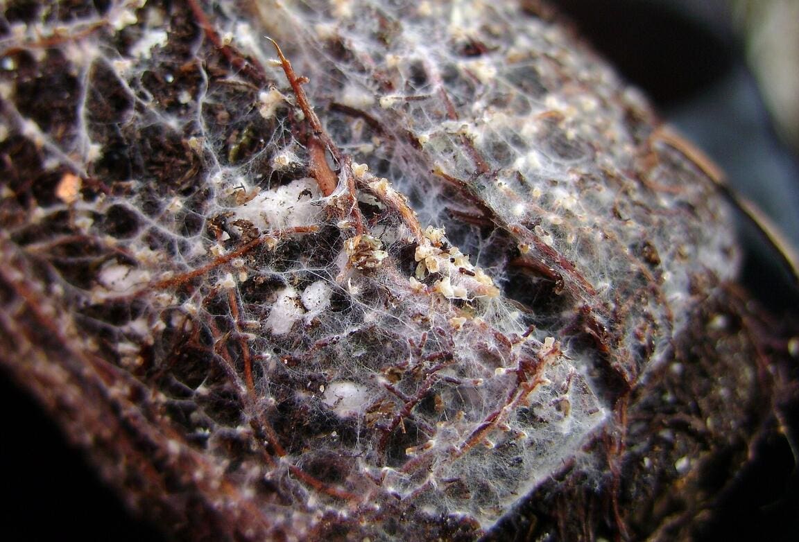 Featured Creature: Mycorrhizal Fungi