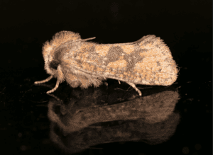 Featured Creature: Night-flying Moth