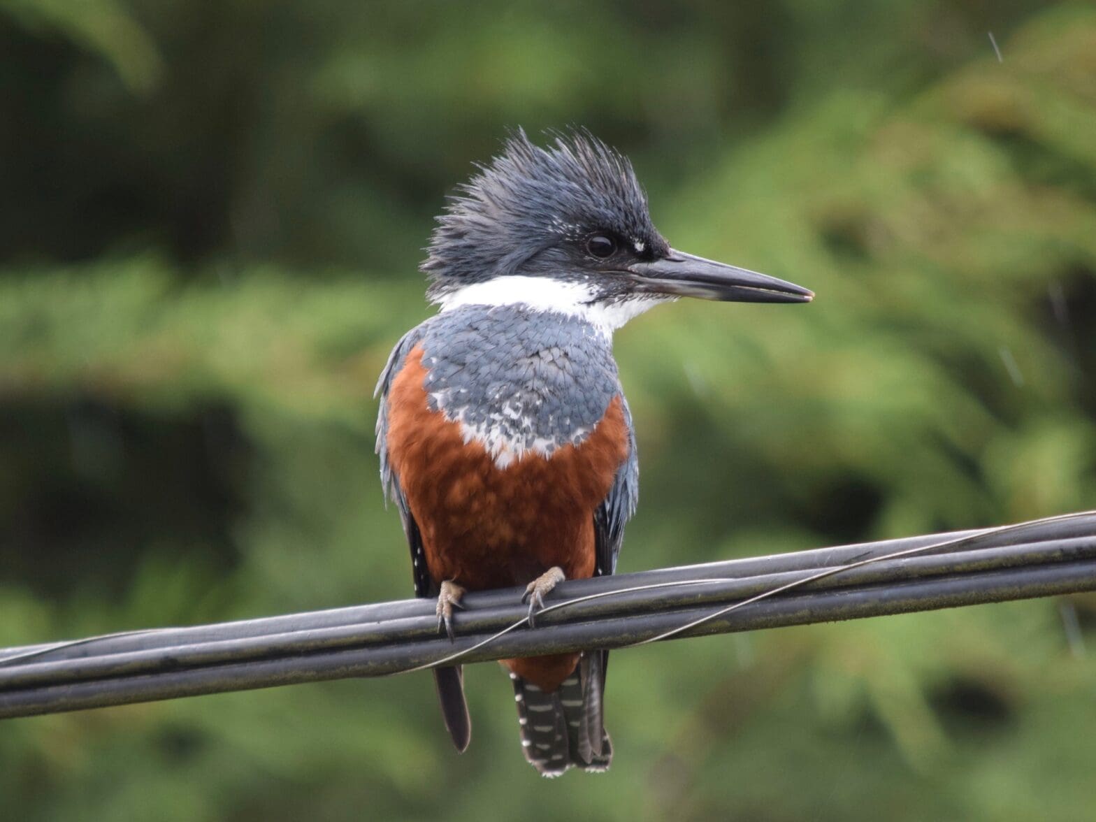 Featured Creature: Kingfisher