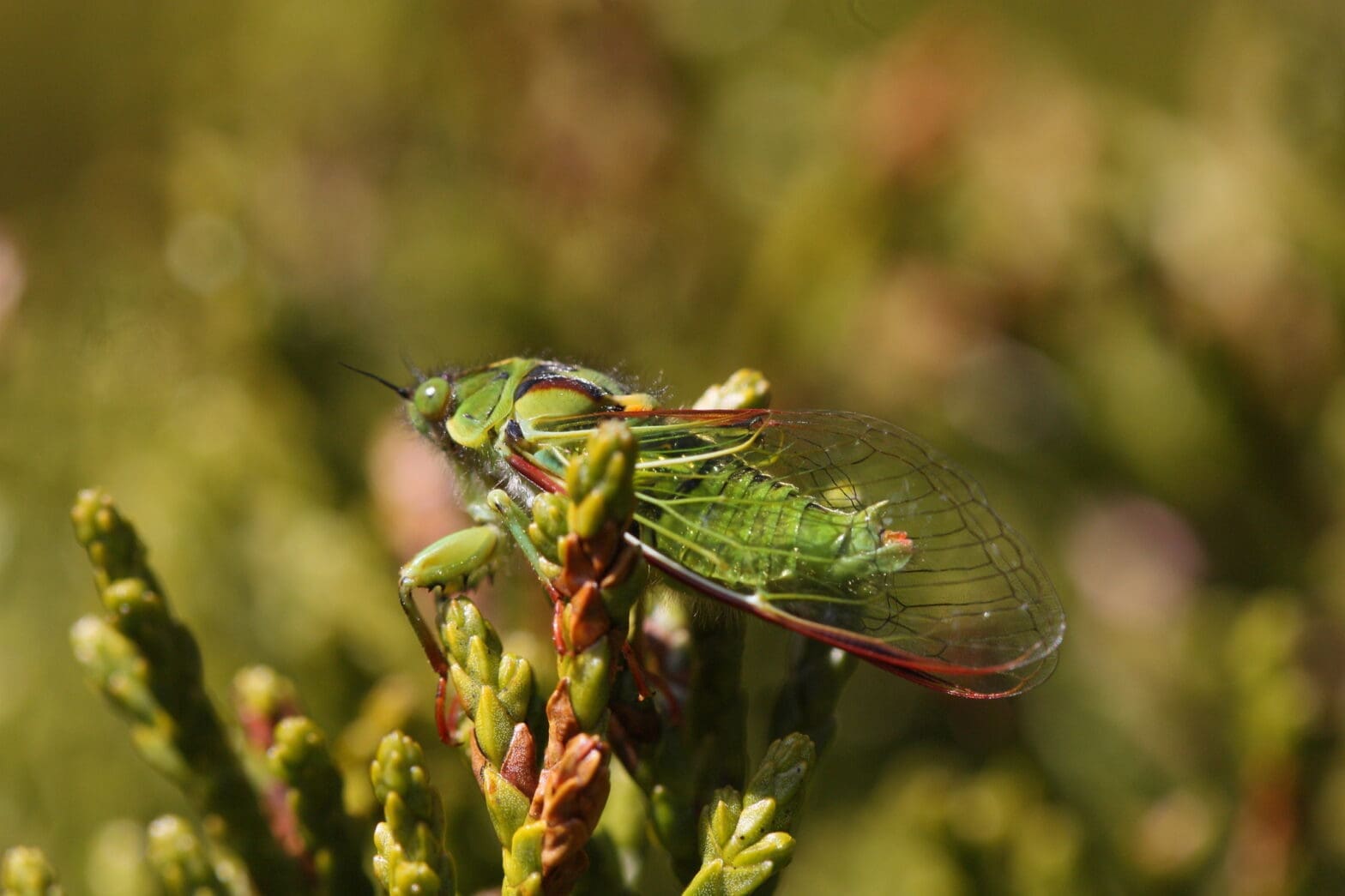 Featured Creature: Cicada