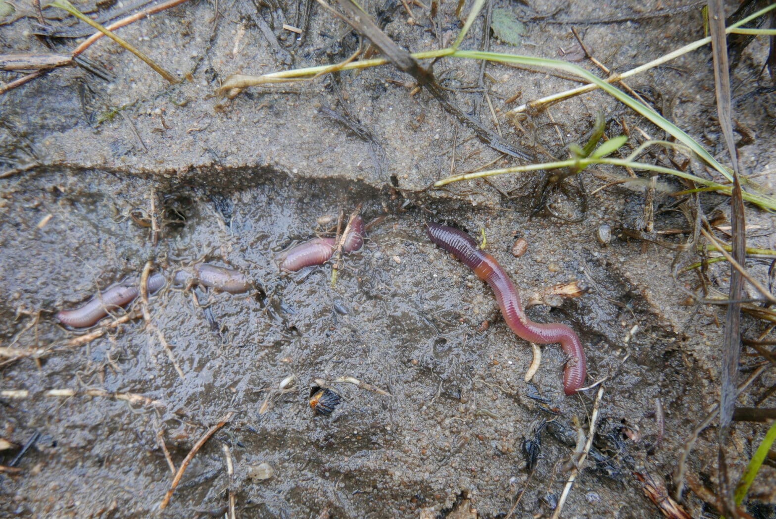 Featured Creature: Earthworms