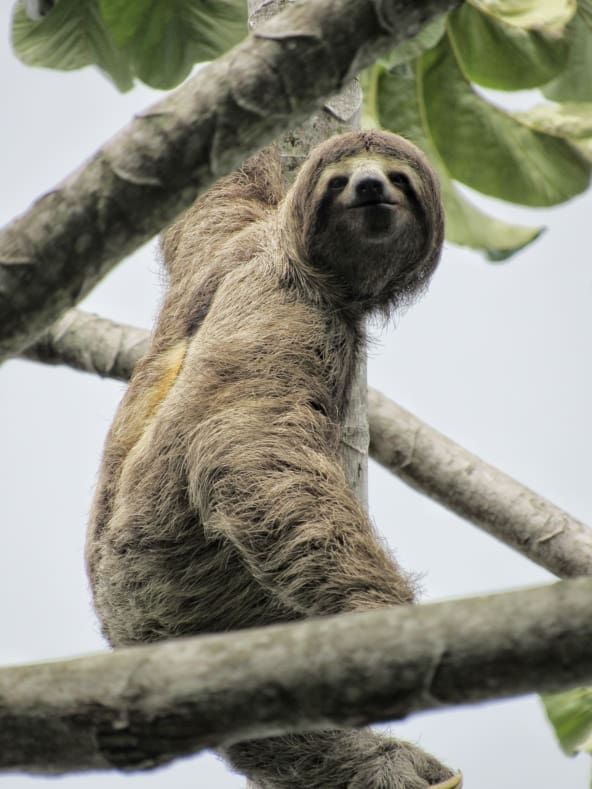 Featured Creature: Sloth - Biodiversity for a Livable Climate