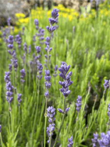 Featured Creature: Lavender