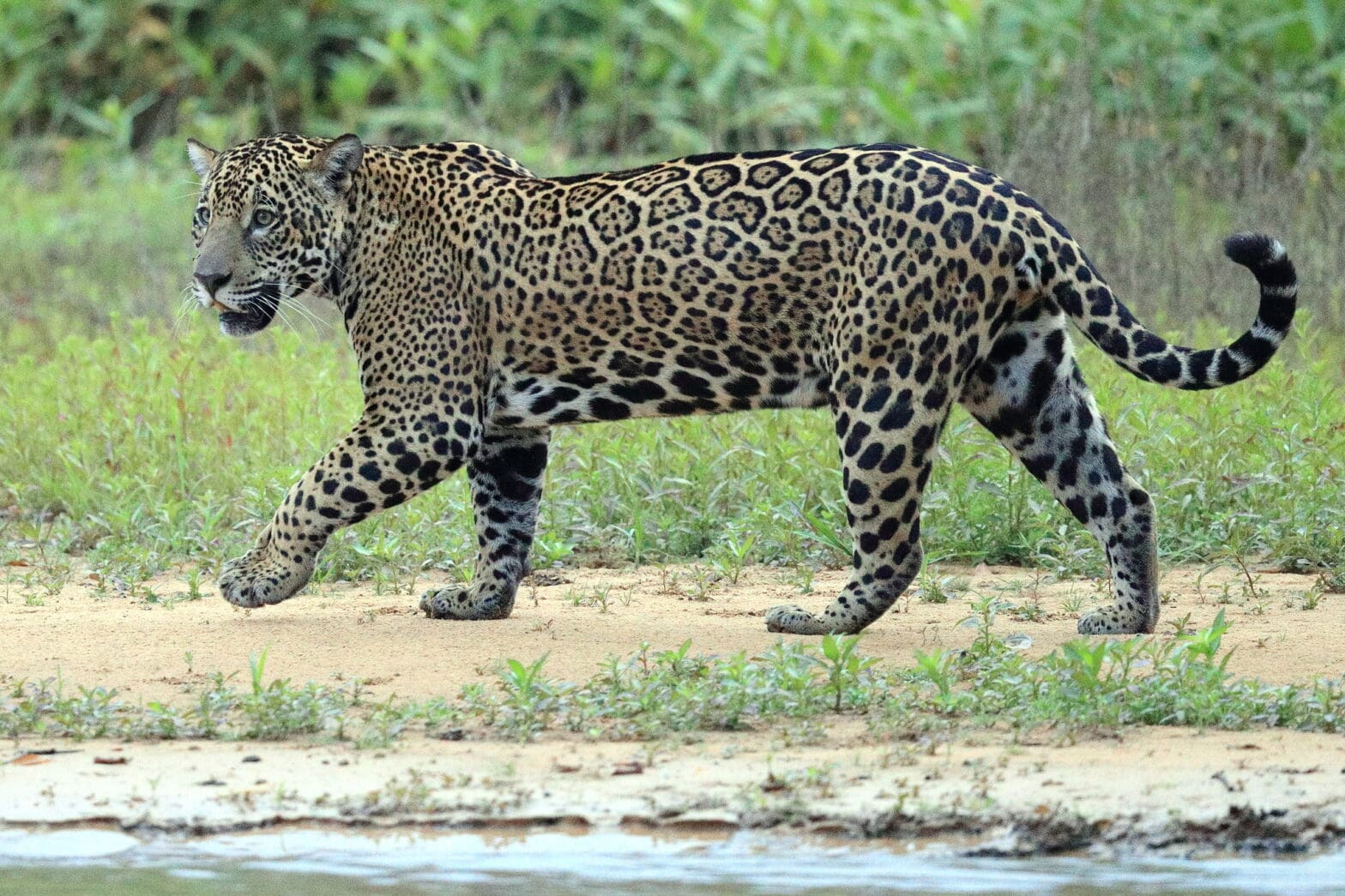 Featured Creature: Jaguar