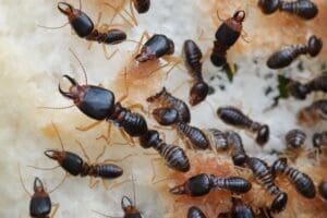 Featured Creature: Macrotermes Termites