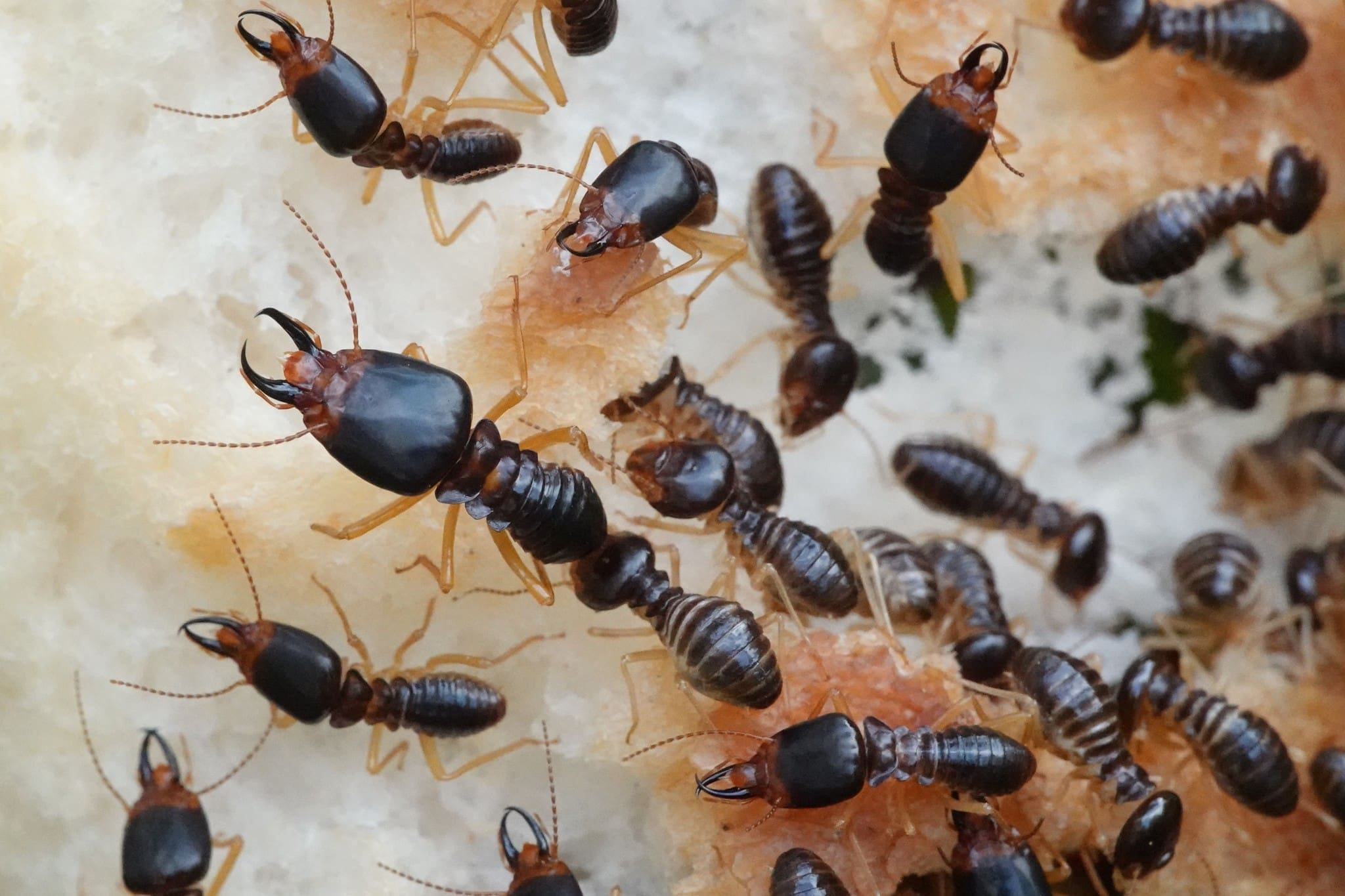 Microtermites Spp Featured Creature: Macrotermes Termites - Biodiversity for a Livable ...