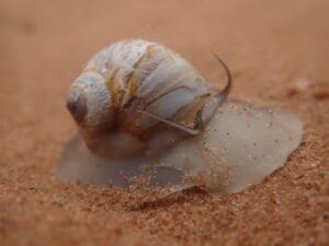 Featured Creature: Moon Snail