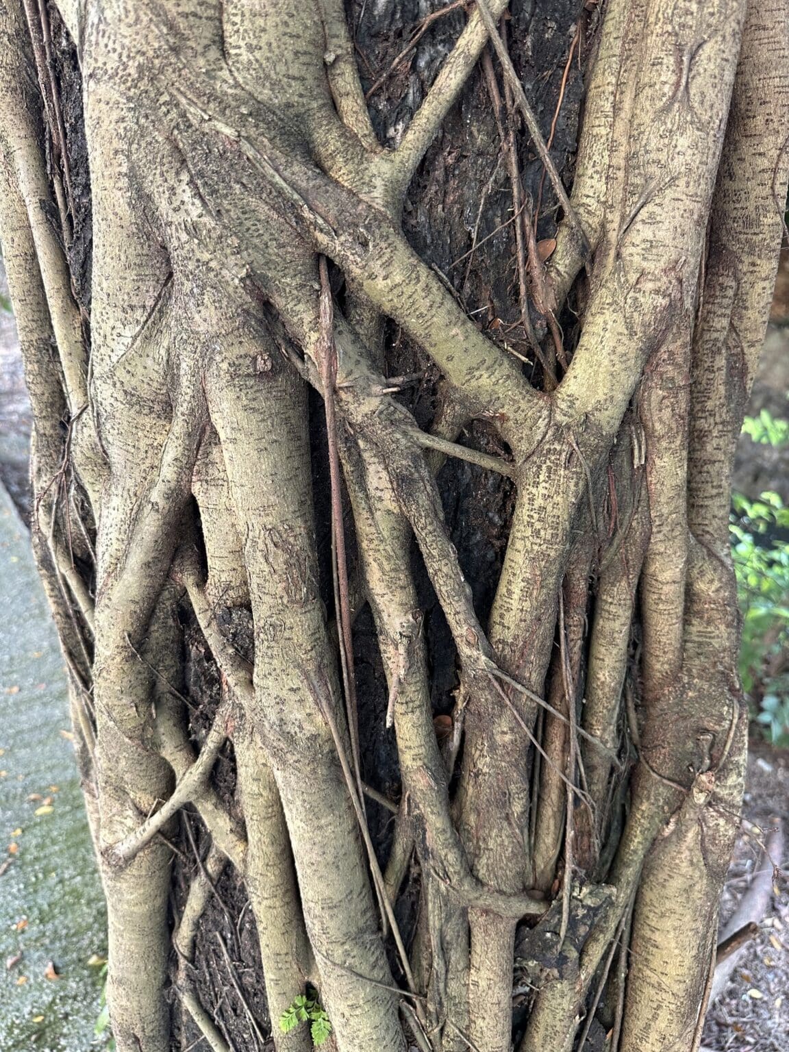 Featured Creature: Strangler Fig - Biodiversity for a Livable Climate