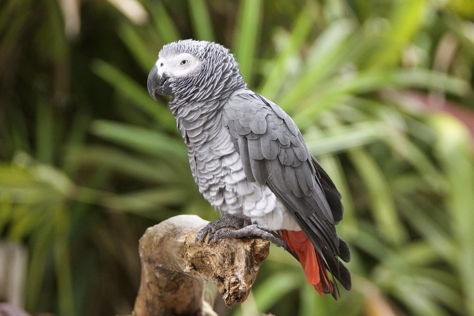 Featured Creature: African grey parrot