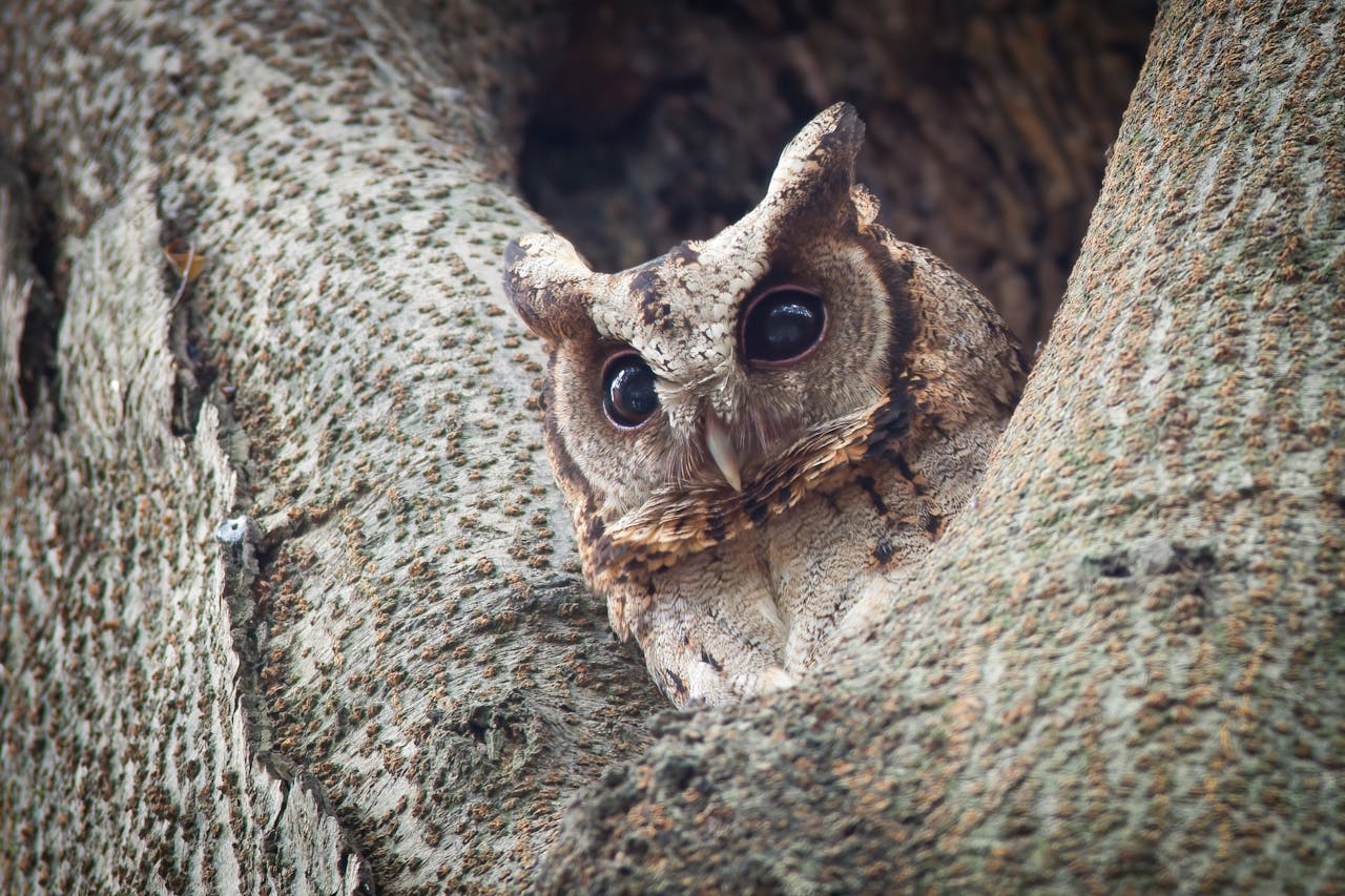 Featured Creature: The Eastern Screech Owl