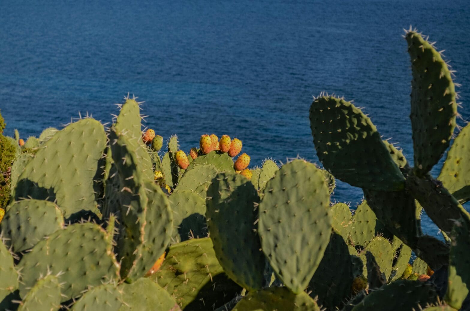 Featured Creature: Prickly Pear Cactus